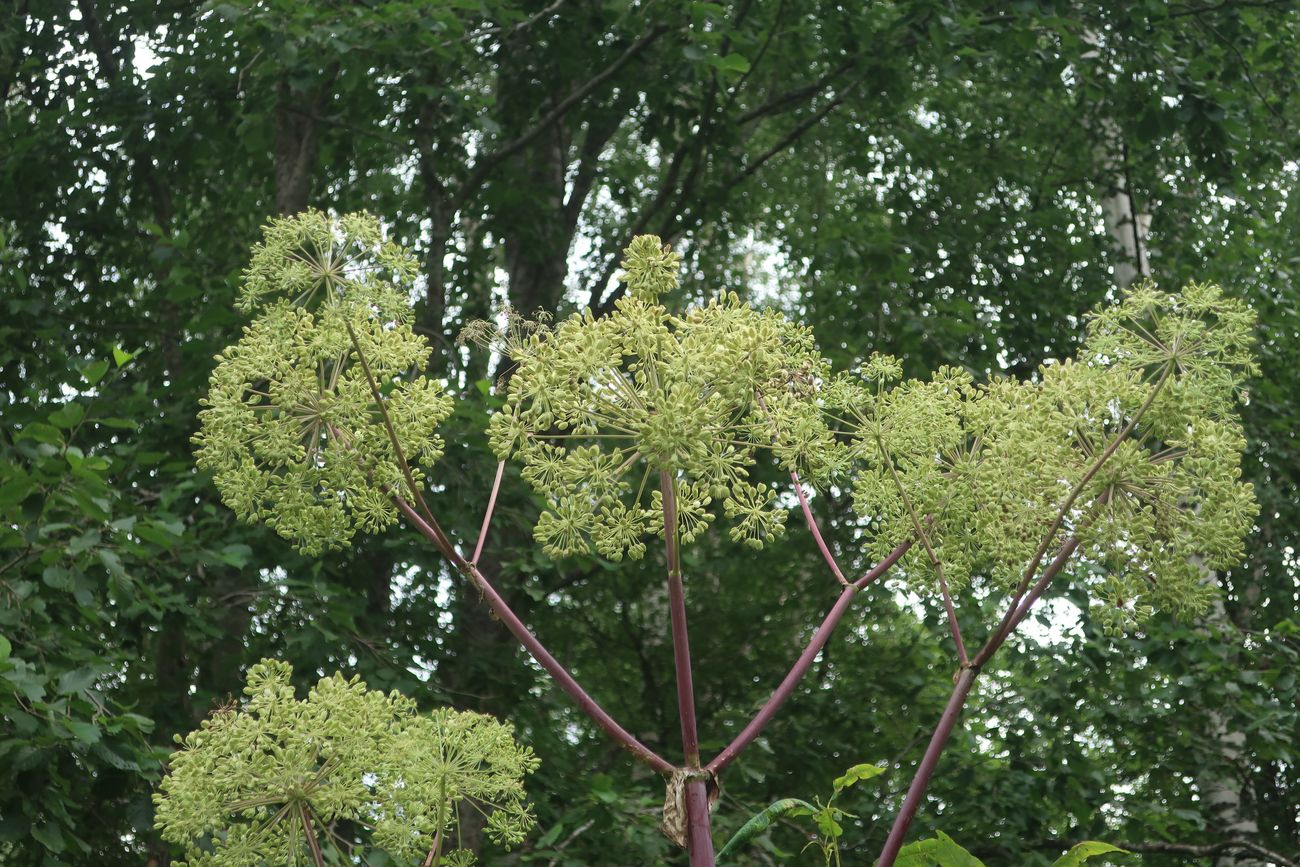 Изображение особи Archangelica officinalis.