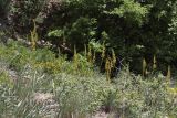 Eremurus jungei. Цветущие растения. Крым, окр. Балаклавы, плато Инжир, каменистый склон. 17.05.2023.