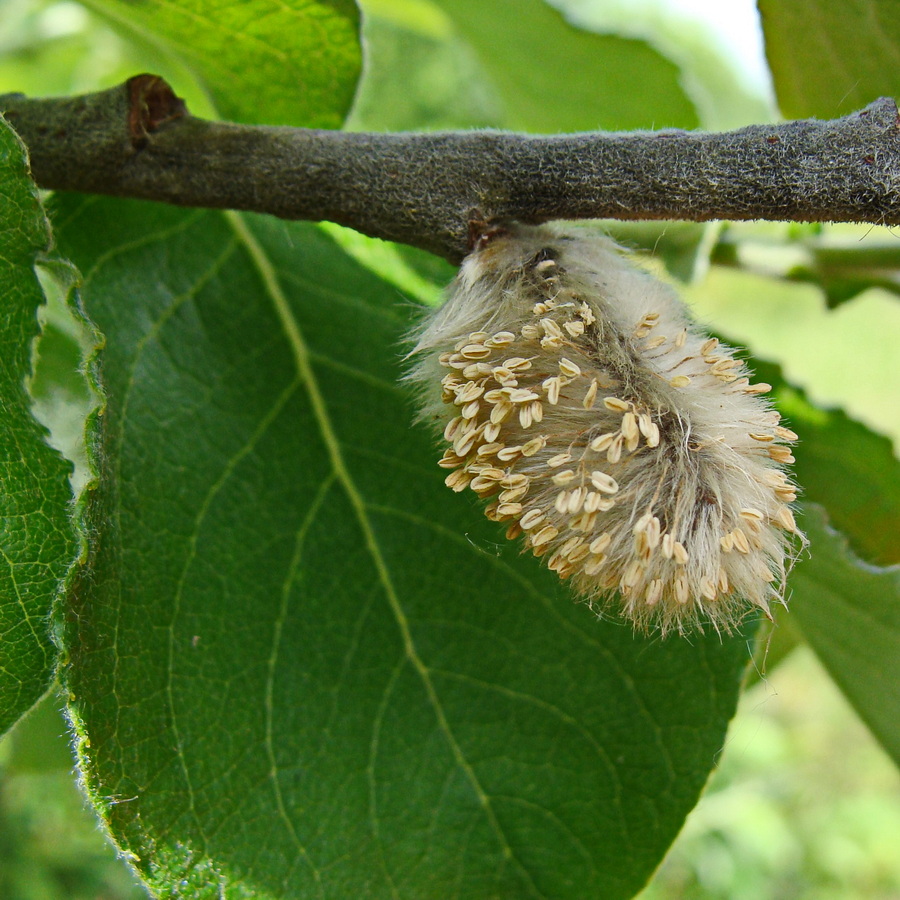 Image of Salix abscondita specimen.