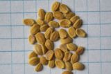 Смотреть изображение Lonicera caprifolium