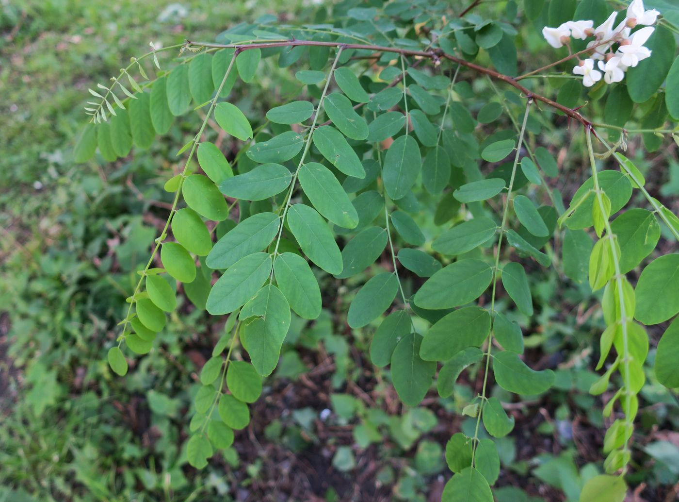 Изображение особи Robinia pseudoacacia.