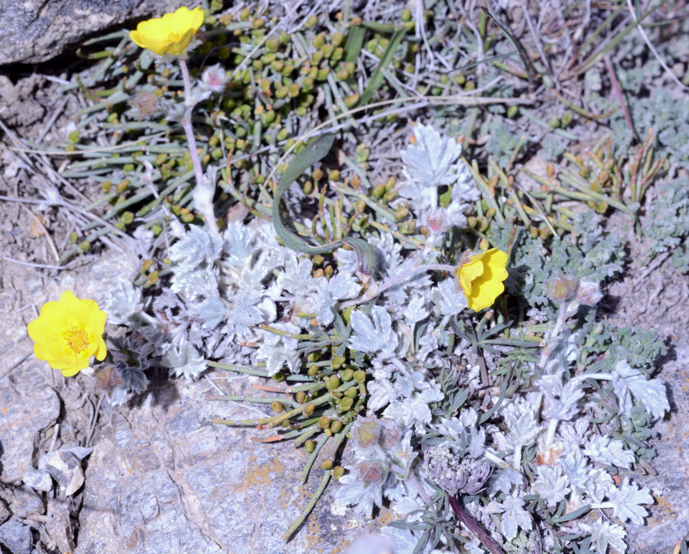 Image of Potentilla hololeuca specimen.