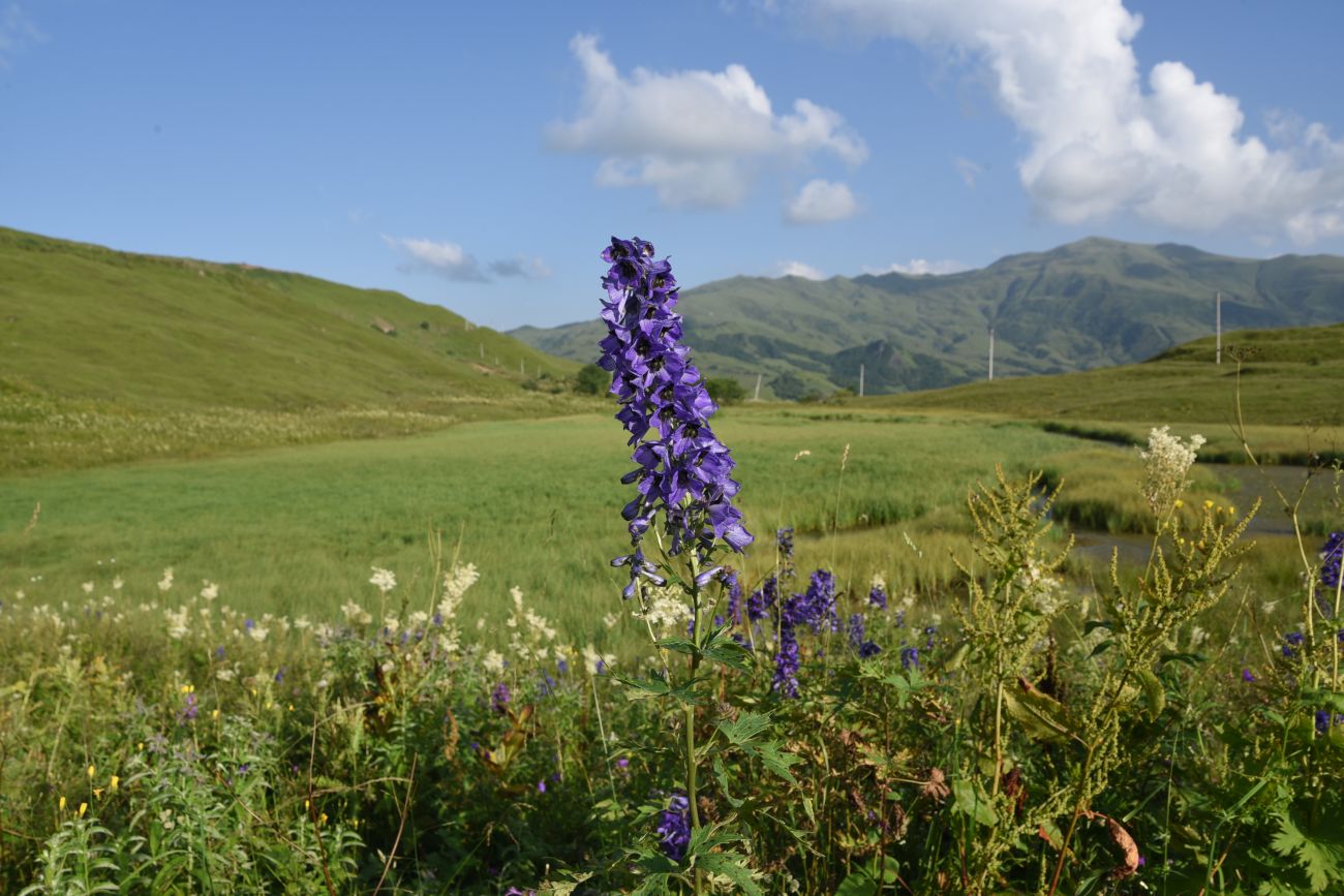 Image of Delphinium bracteosum specimen.