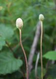 Anemone sylvestris. Верхушка побега с плодом. Республика Саха (Якутия), Хангаласский улус, правый берег р. Сиинэ (Синяя), влажная лужайка в устье ручья. 26.07.2023.