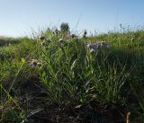 Aster amellus. Цветущее и плодоносящее растение. Пермский край, Кунгурский р-н, Комсомольское сельское поселение, окр. дер. Комарово, разнотравно-злаковый луг на склоне Шлюпинского Камня. 13 августа 2023 г.