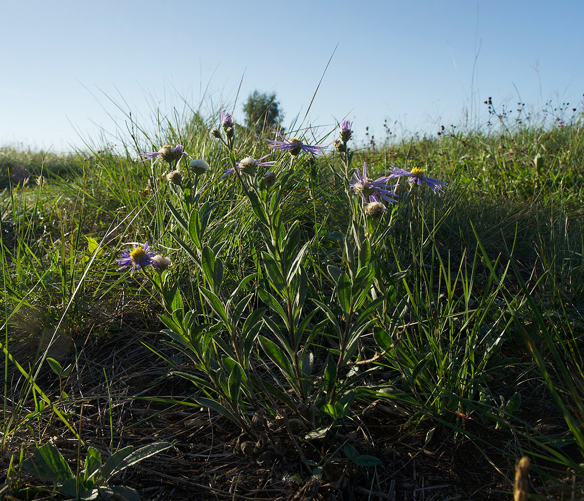 Image of Aster amellus specimen.