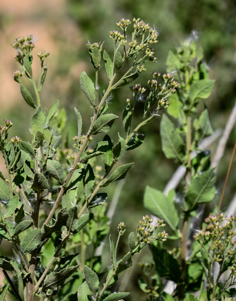 Изображение особи Pluchea dioscoridis.