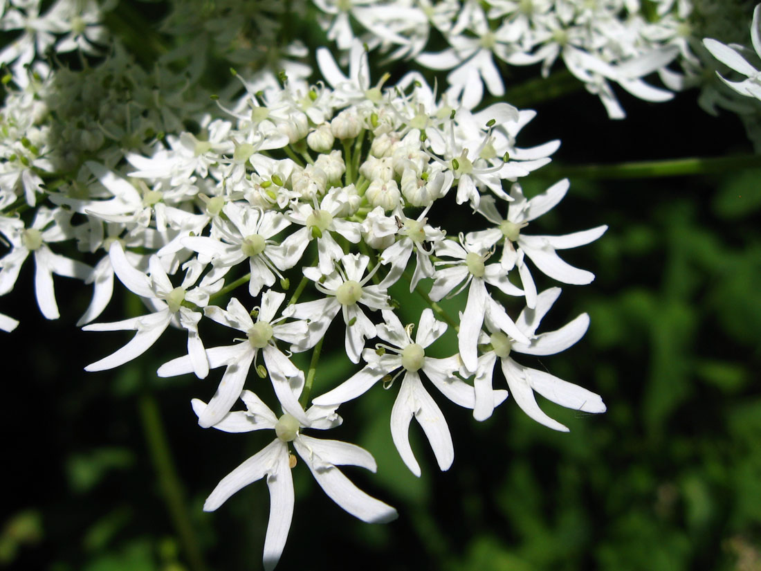 Image of Heracleum leskovii specimen.