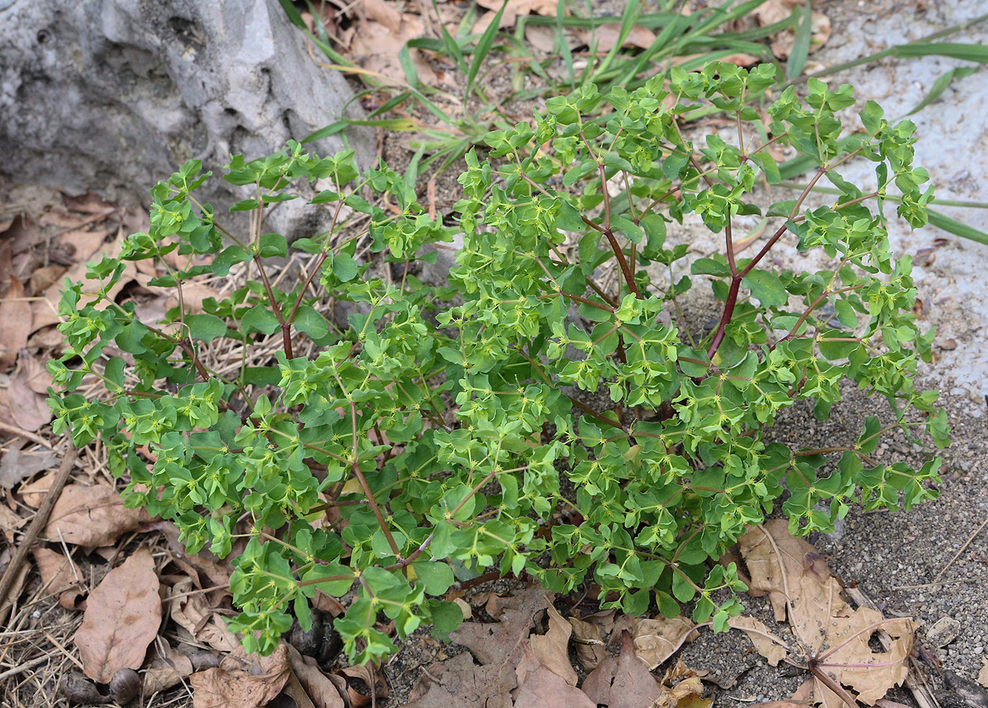 Image of Euphorbia peplus specimen.