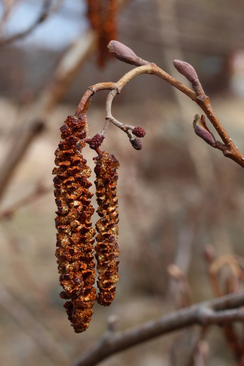 Изображение особи Alnus glutinosa.