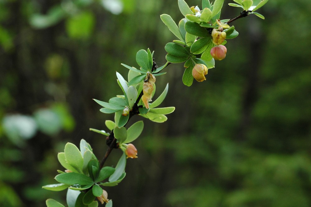 Image of Berberis tsarongensis specimen.