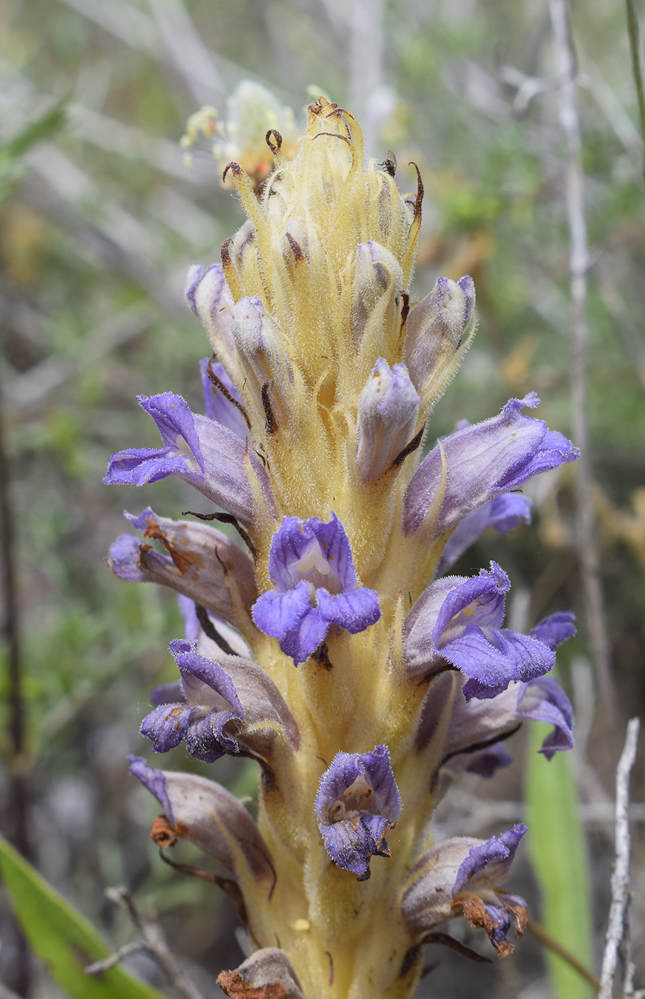 Image of Phelipanche arenaria specimen.