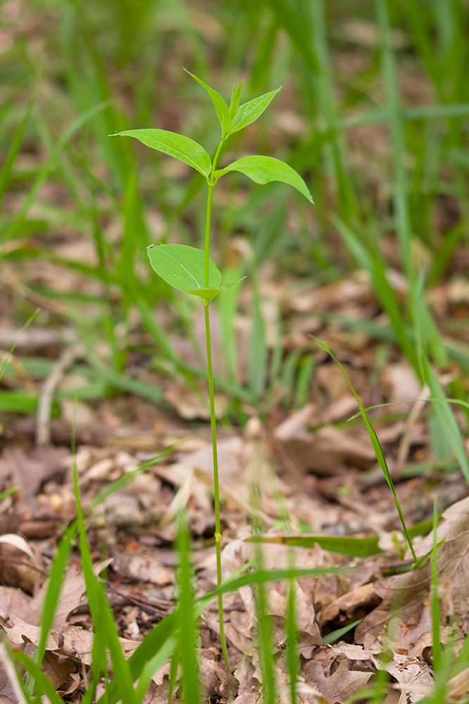 Image of Vincetoxicum scandens specimen.