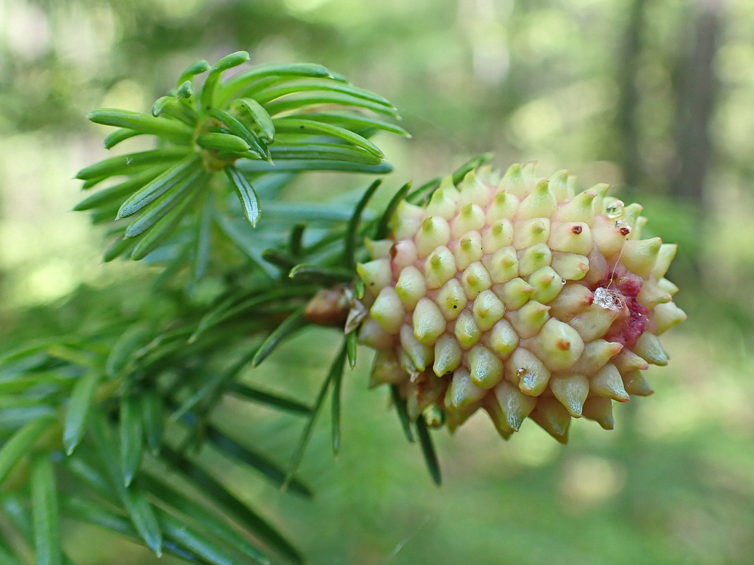 Image of Picea ajanensis specimen.