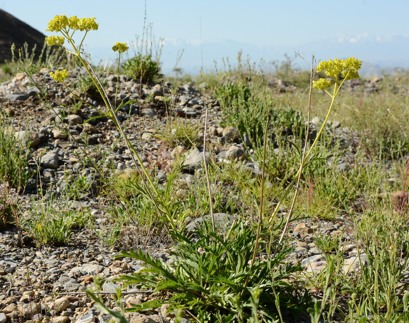 Image of Patrinia intermedia specimen.