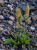 Rumex aquaticus. Плодоносящее растение. Красноярский край, Туруханский р-н, берег р. Енисей в р-не устья р. Хантайка, каменистый пляж. 27.07.2023.