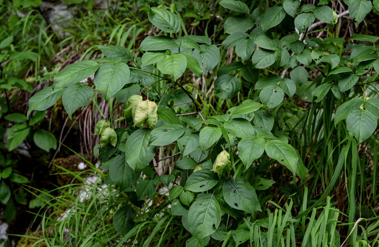 Image of Staphylea colchica specimen.