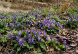 Viola dehnhardtii