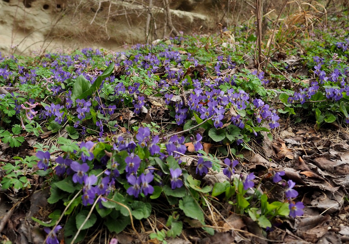 Image of Viola dehnhardtii specimen.