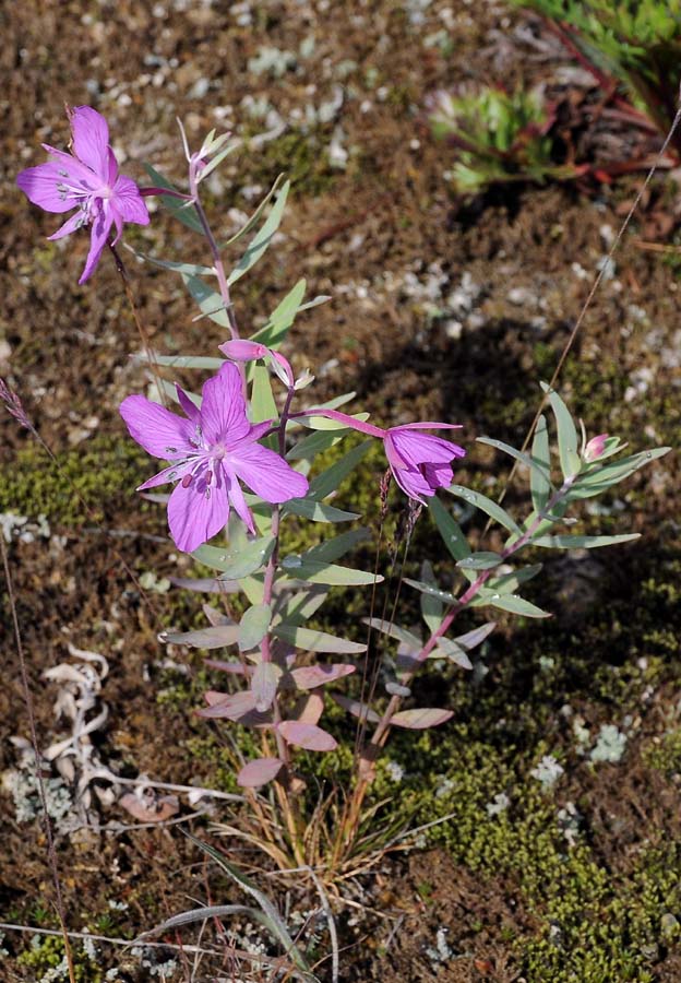 Image of Chamaenerion latifolium specimen.