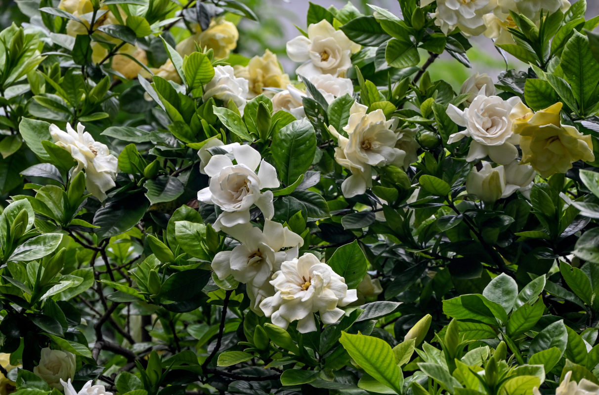 Image of Gardenia jasminoides specimen.