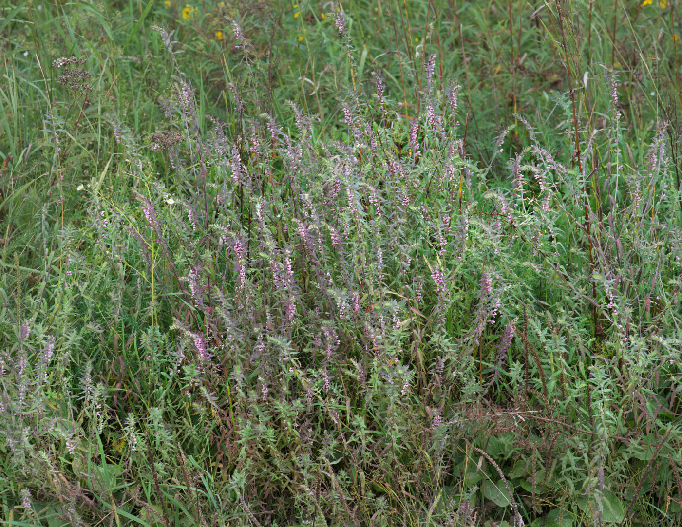 Изображение особи Odontites vulgaris.