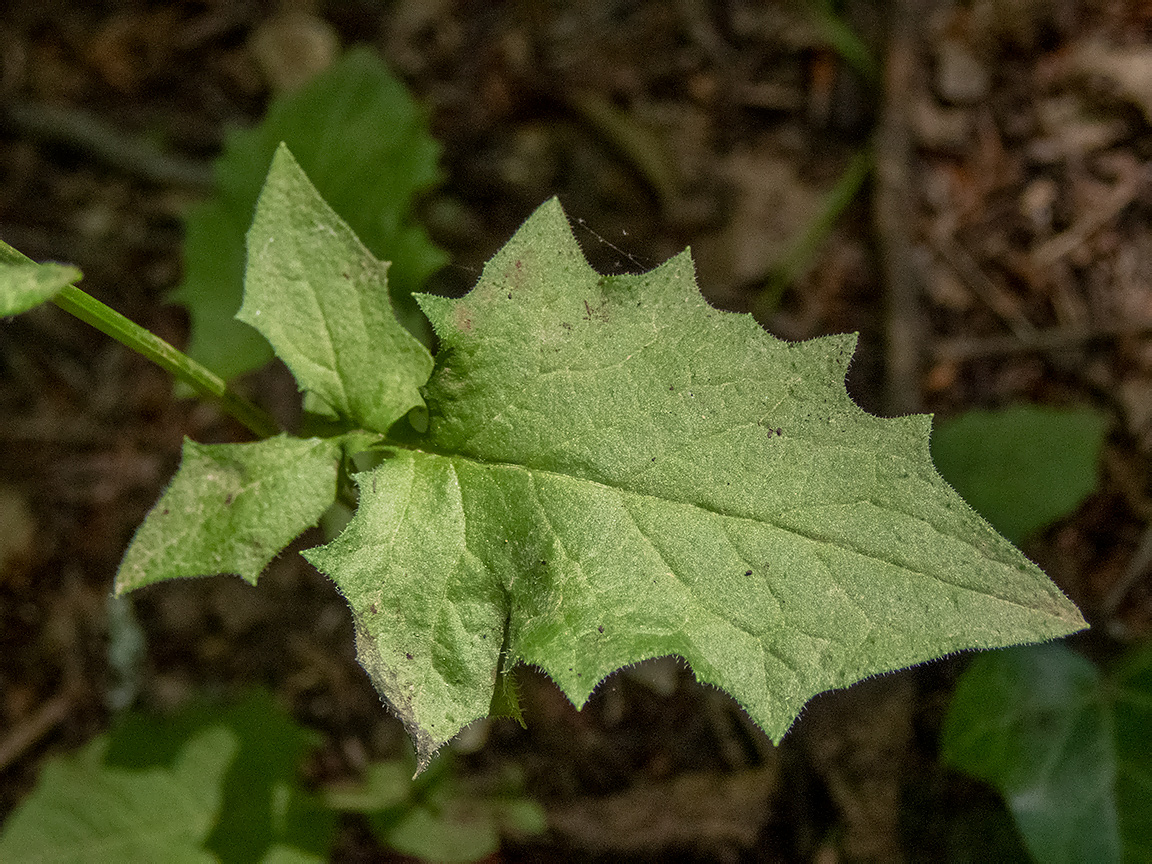 Image of Lapsana intermedia specimen.