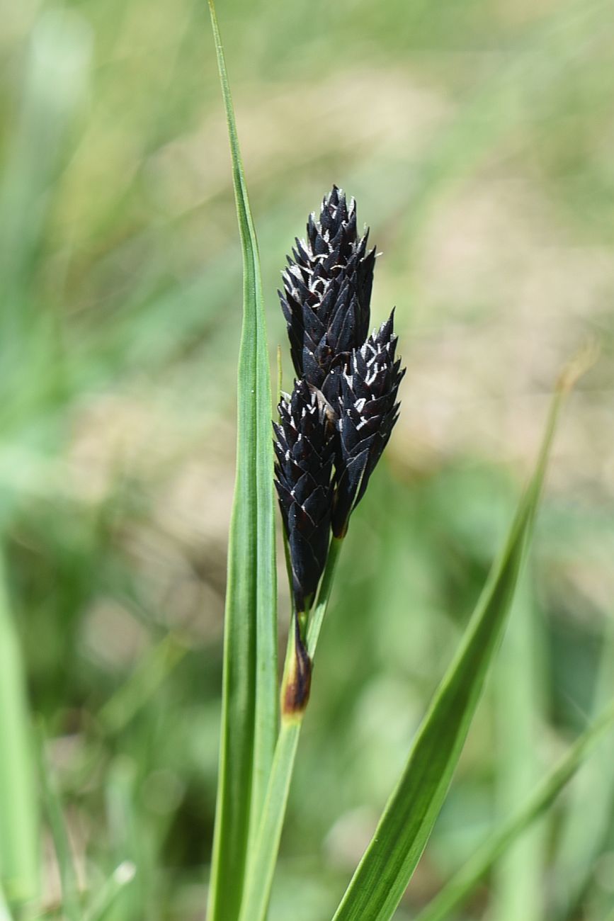 Image of Carex medwedewii specimen.