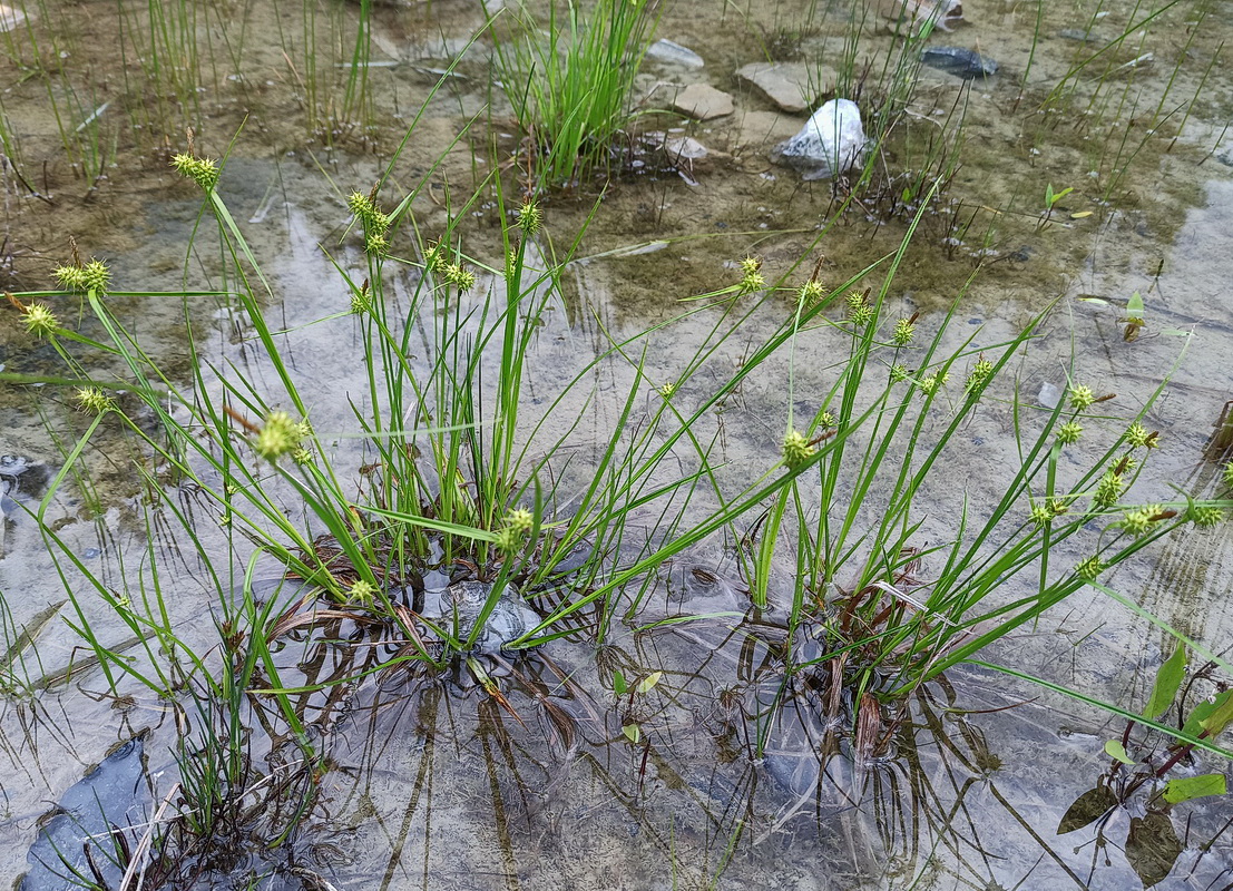 Изображение особи Carex flava.