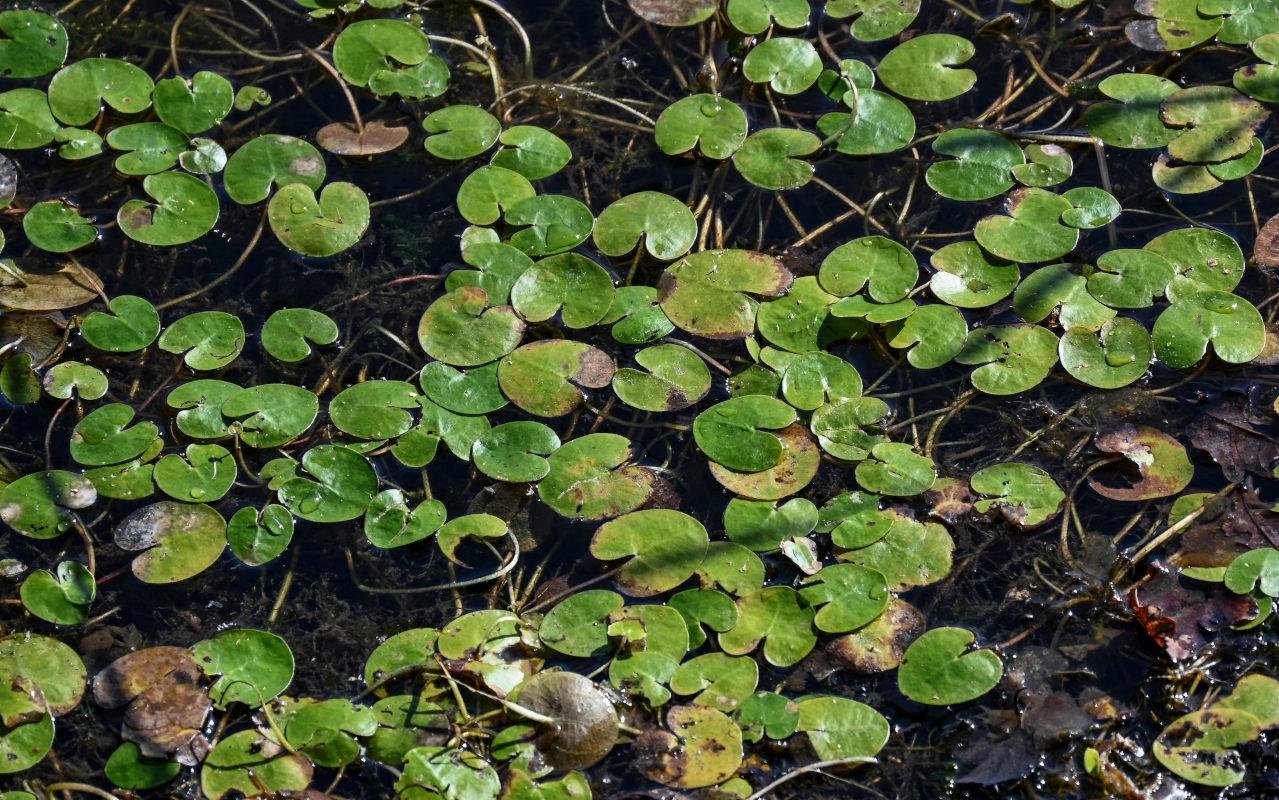 Изображение особи Hydrocharis morsus-ranae.