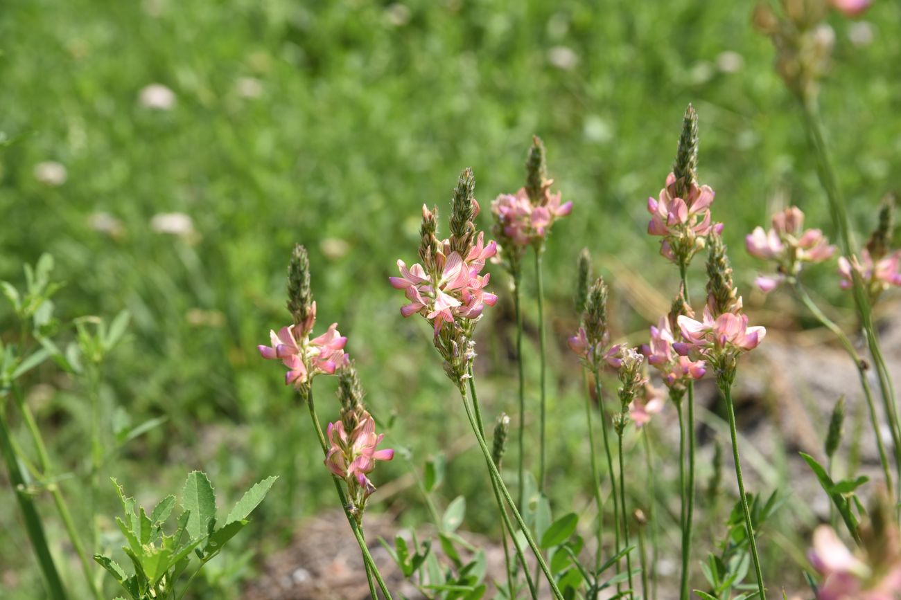 Image of genus Onobrychis specimen.