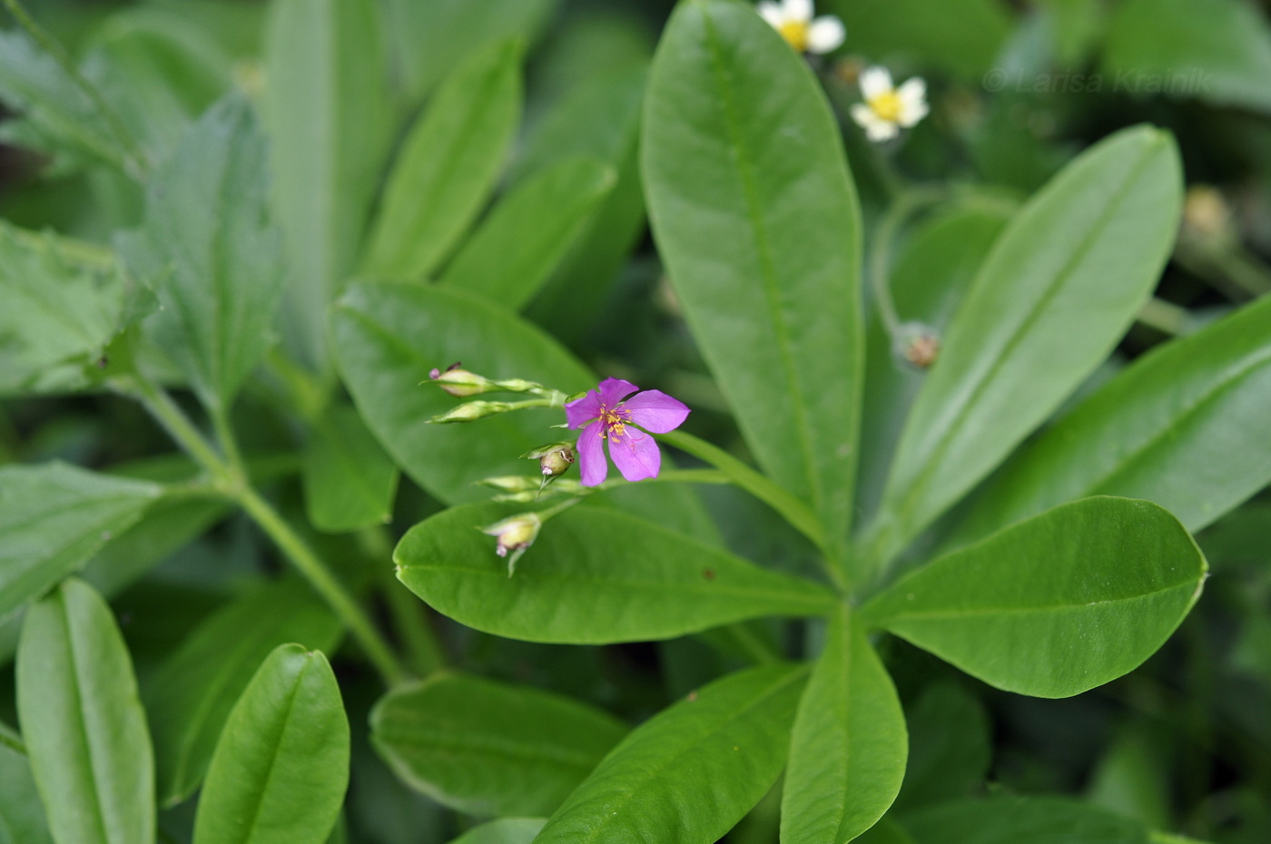 Image of Talinum paniculatum specimen.