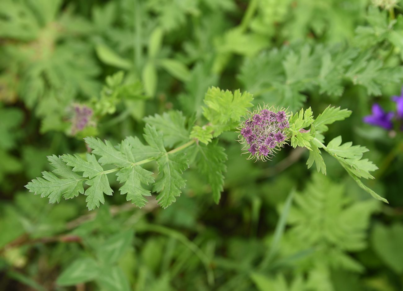 Image of familia Apiaceae specimen.