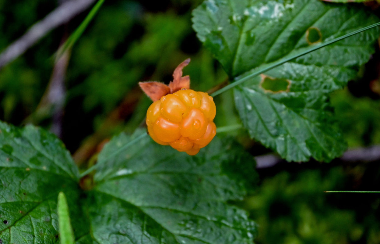 Image of Rubus chamaemorus specimen.