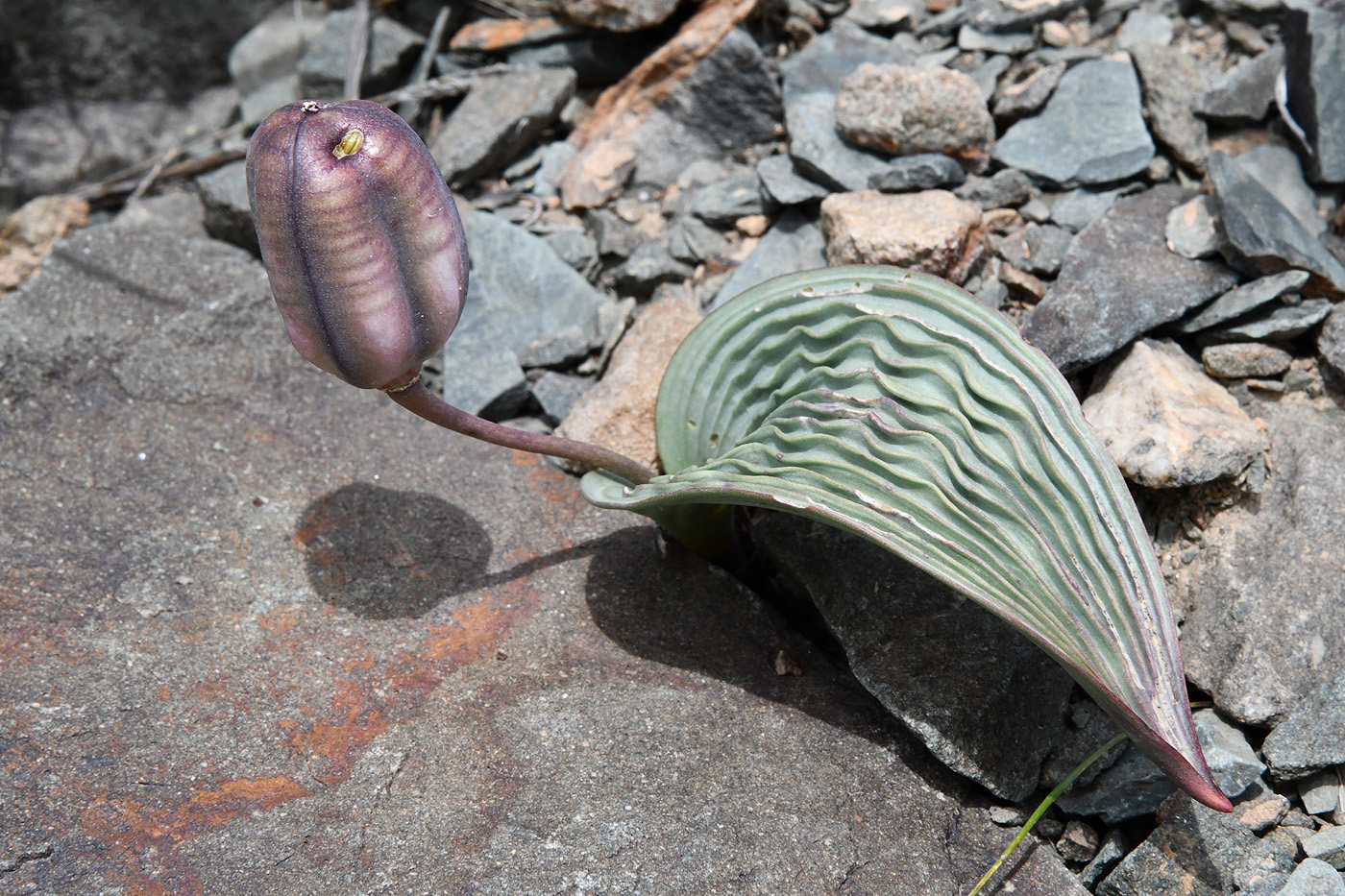 Image of Tulipa regelii specimen.