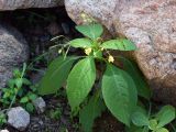 Impatiens parviflora