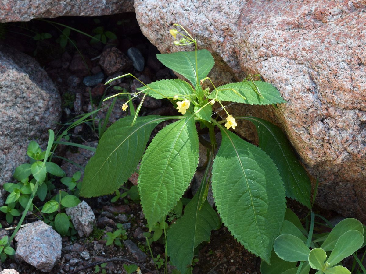 Image of Impatiens parviflora specimen.