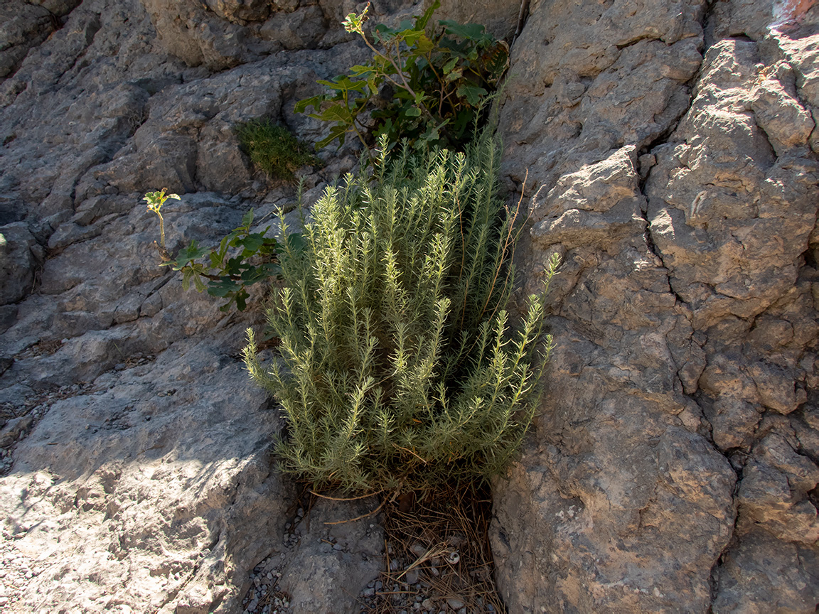 Image of Bassia prostrata specimen.