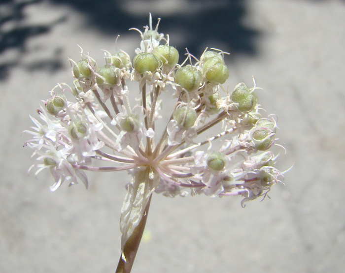 Изображение особи Allium vvedenskyanum.