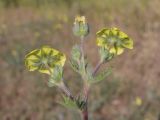 Смотреть изображение Potentilla pedata