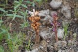View full-size image Orobanche hansii