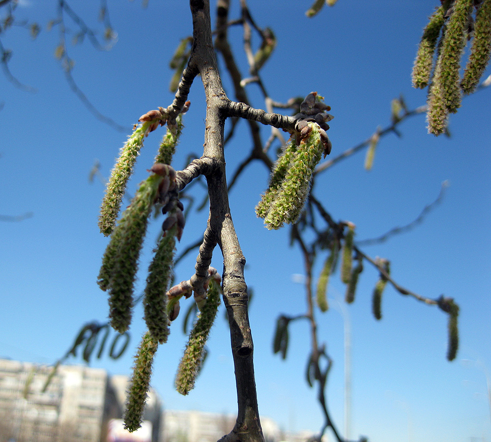 Изображение особи Populus alba.