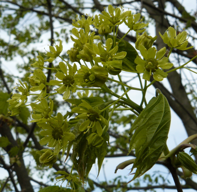 Image of Acer platanoides specimen.