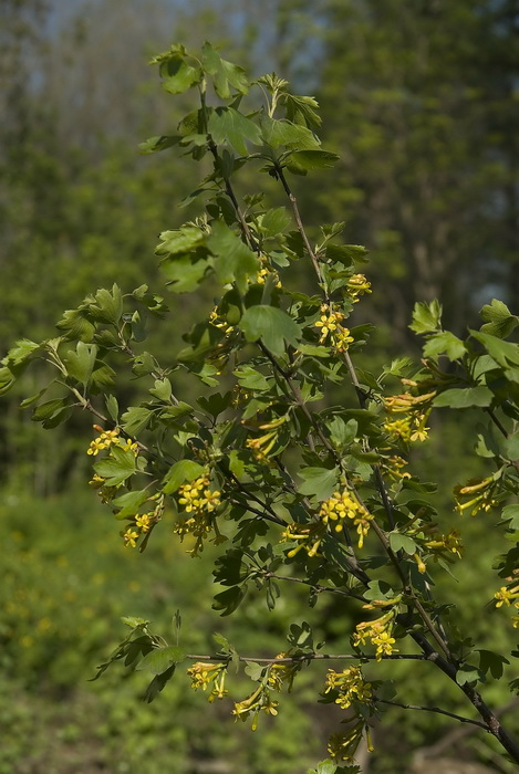 Image of Ribes aureum specimen.