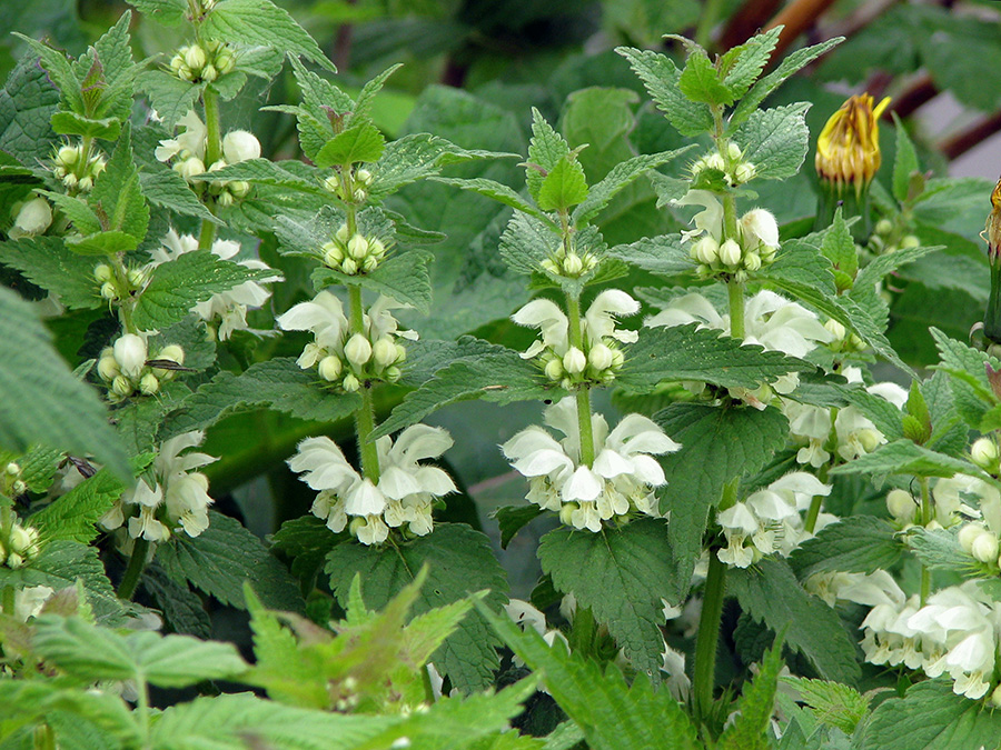 Image of Lamium album specimen.