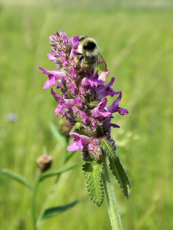 Image of Betonica officinalis specimen.