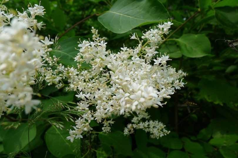 Image of Syringa amurensis specimen.