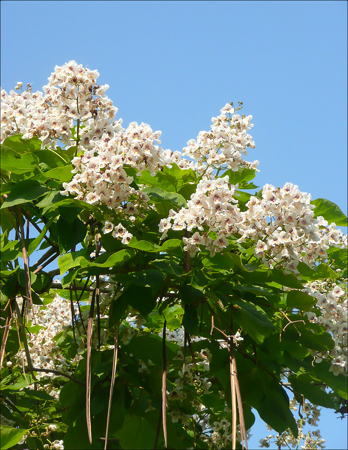 Изображение особи Catalpa bignonioides.