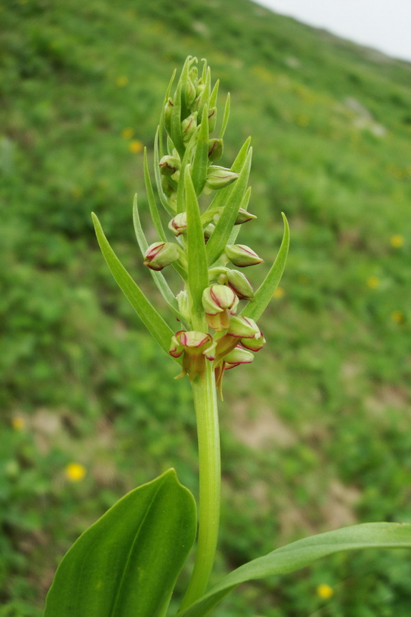 Изображение особи Dactylorhiza viridis.