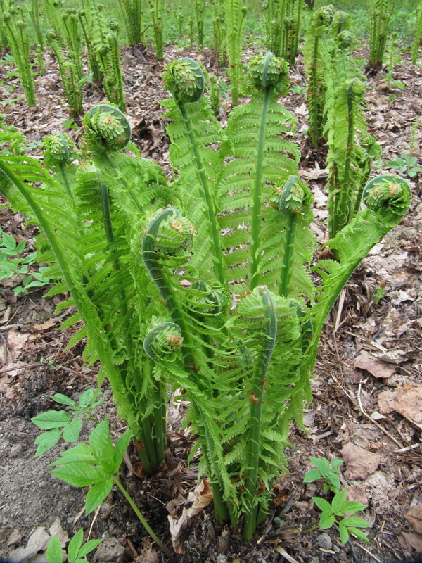 Image of Matteuccia struthiopteris specimen.